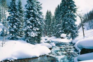 photo - Fresh Winter Snow Covers Forest along Cascade Creek at Lake Tahoe, California