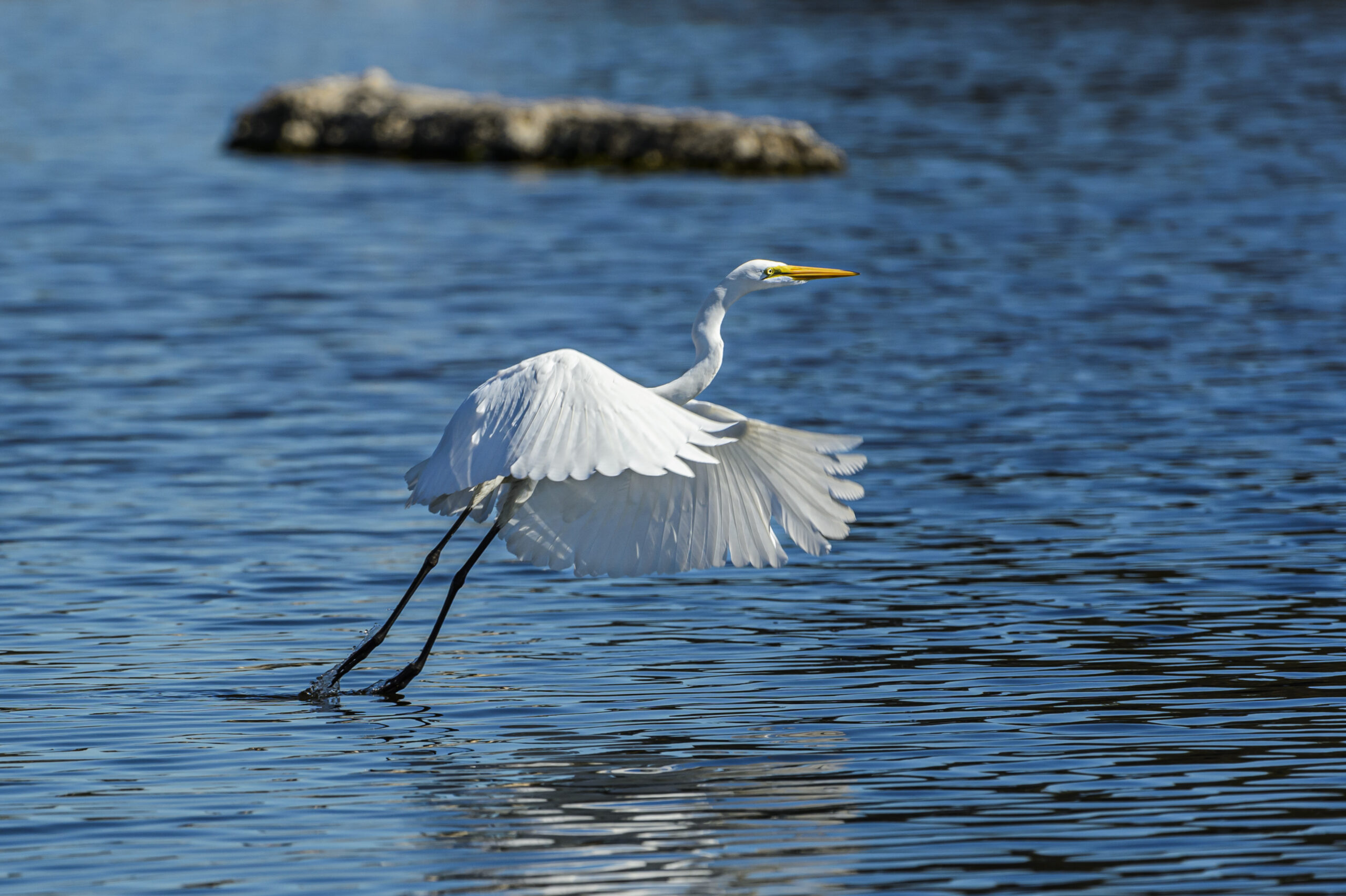 photo - Great egret (Ardea alba) taking off in flight from freshwater lake along the California Coast