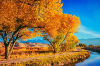 photo - Autumn Fremont Cottonwood Trees Line a Water Canal in the Owen's River Valley