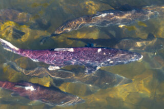 photo - Chinook Salmon in the Feather River near the Hatchery in Oroville, Butte County, California, pixel-ca-dwr-2025_10_28_AN_0136_Oroville_Salmon_DRONE