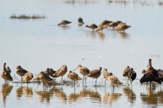 photo - Long Billed Dowitchers