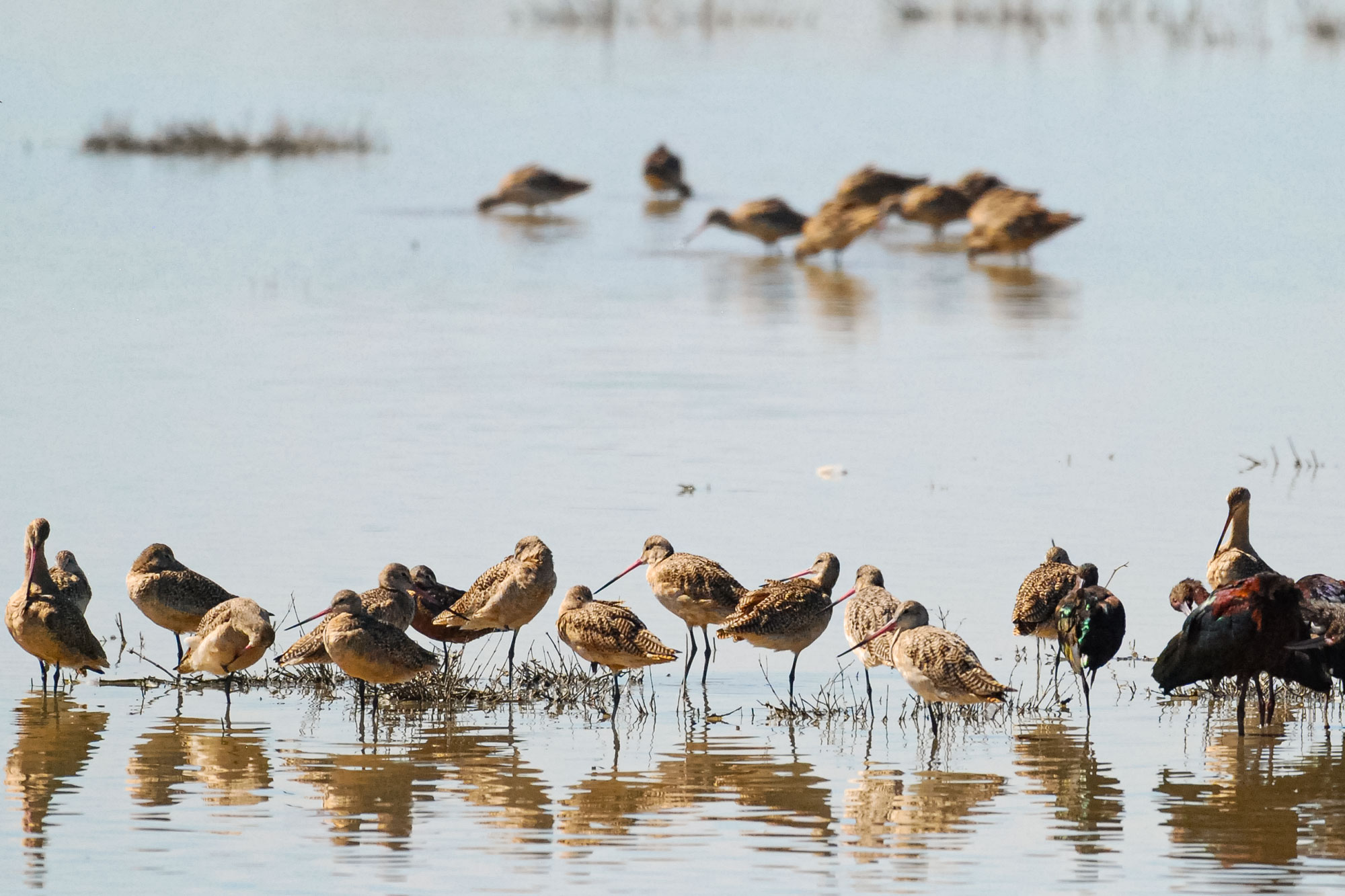 photo - Long Billed Dowitchers