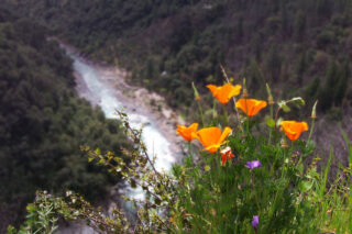 photo - California poppies with the American River below