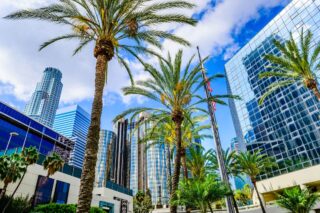 photo - Skyscrapers and Palm Trees in Downtown Los Angeles, California