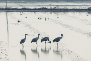 photo - Four Cranes, pixel-ca-dwr-2026_02_05_NS_0610_Staten_Island_Sandhill_Cranes
