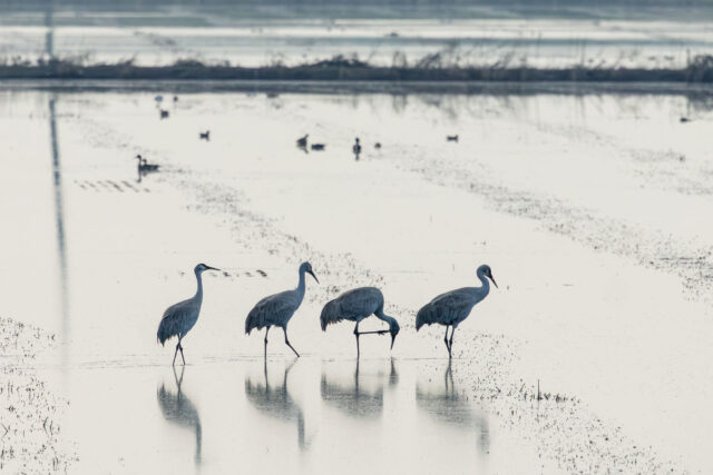 photo - Four Cranes, pixel-ca-dwr-2026_02_05_NS_0610_Staten_Island_Sandhill_Cranes