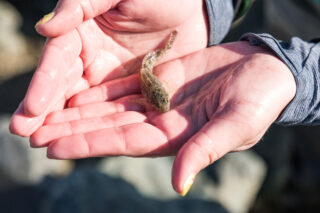 photo - Holding Fish in Palm of Hands, pixel-ca-dwr-2026_01_16_NS_0424_DISE_Fremont_Weir