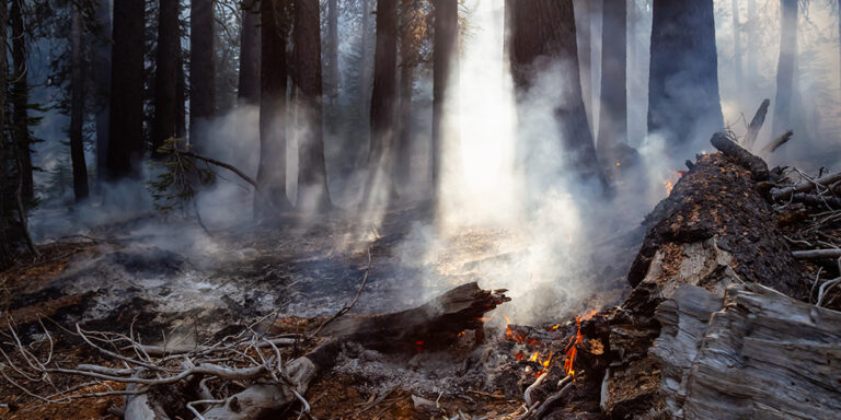 photo - Wildfire in Yosemite National Park