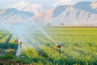 photo - Irrigated Wheat Field, pixel-ca-dwr-2015_03_20_JC_6224_Crop_Fields