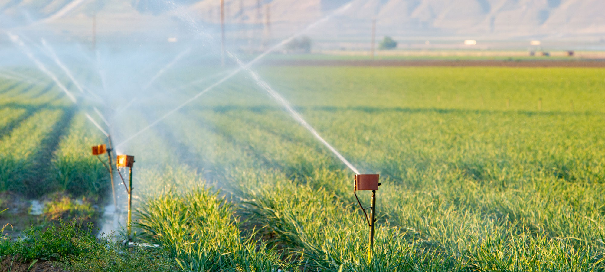 photo - Irrigated Wheat Field, pixel-ca-dwr-2015_03_20_JC_6224_Crop_Fields