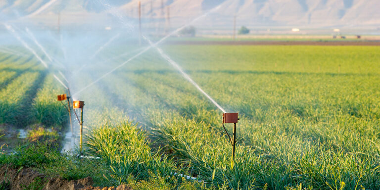 photo - Irrigated Wheat Field, pixel-ca-dwr-2015_03_20_JC_6224_Crop_Fields