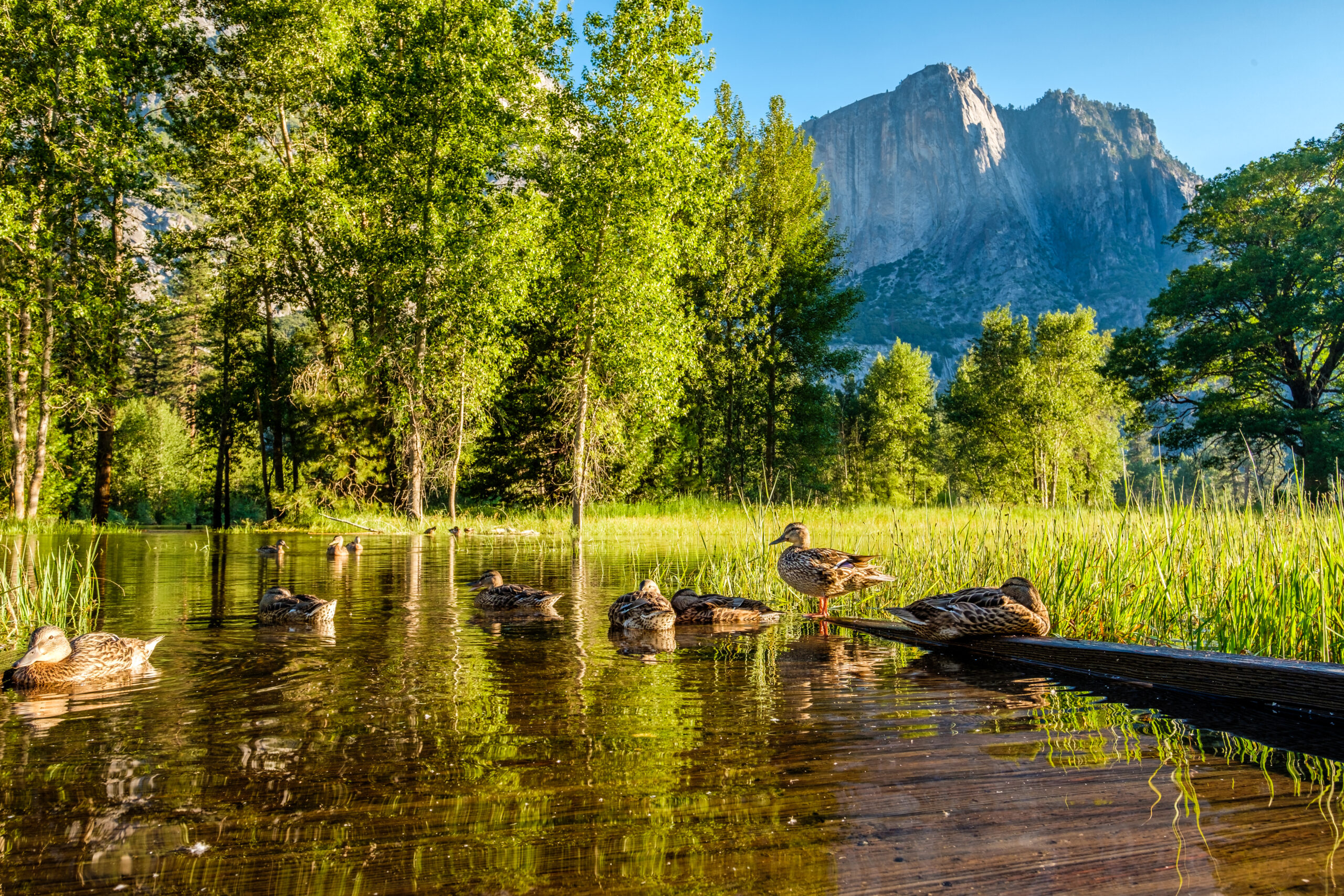 Meadow with flooded boardwalk in Yosemite National Park Valley, California