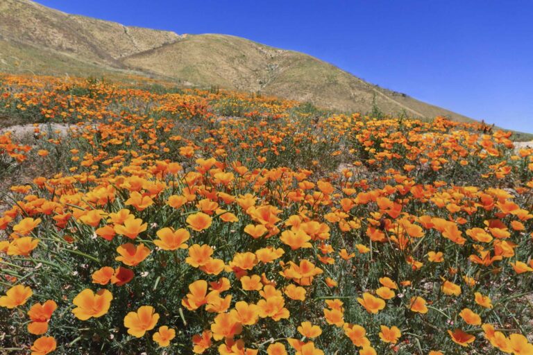 photo - California Poppies on a Hillside