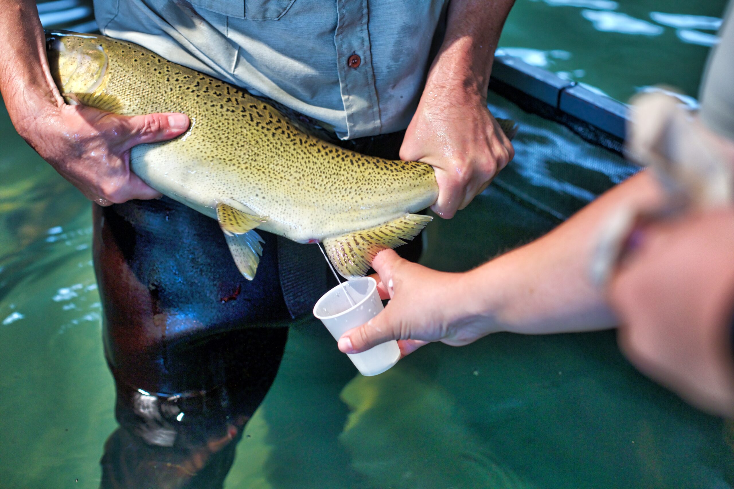 photo - Male salmon milt collection