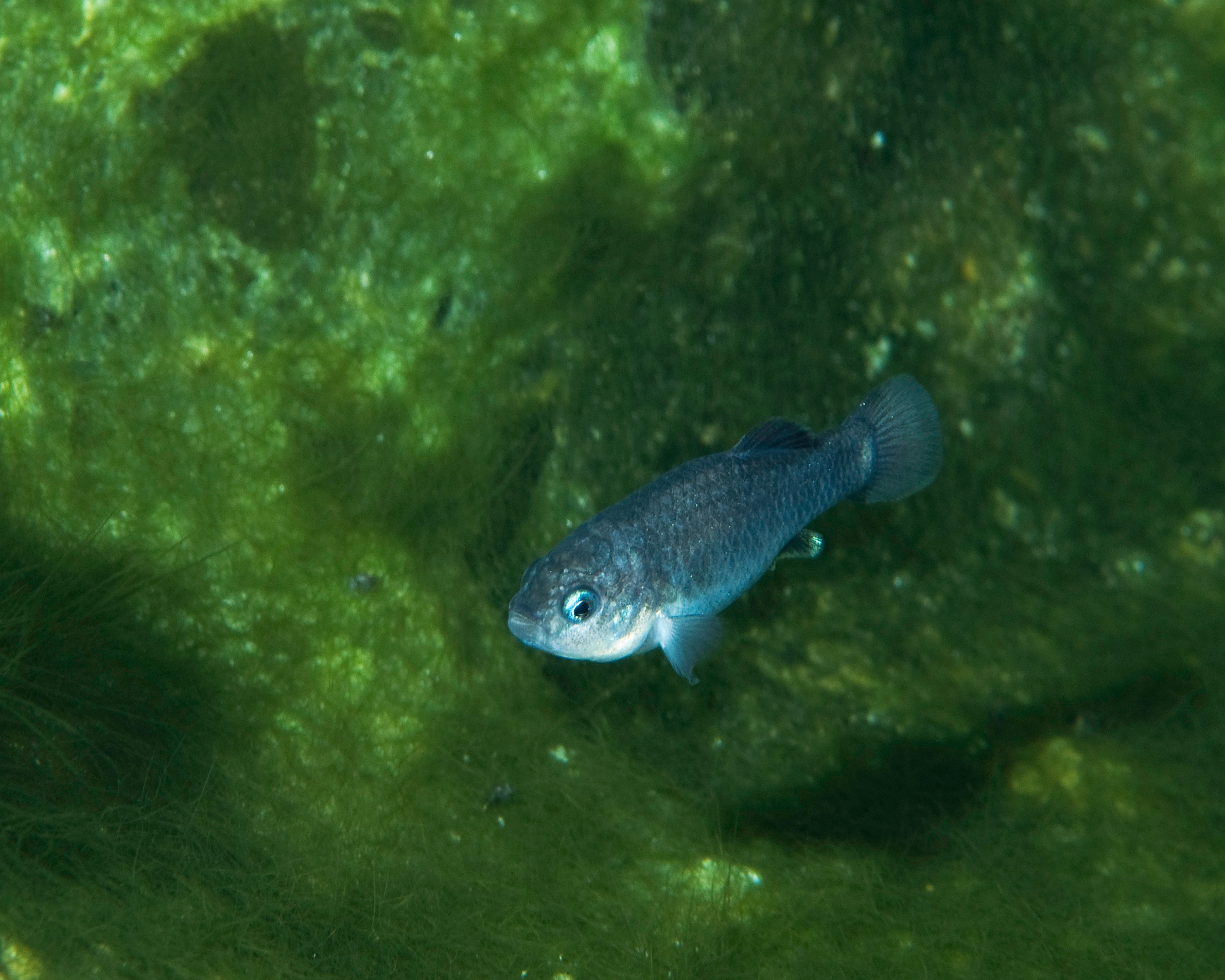 photo - Devil's Hole pupfish