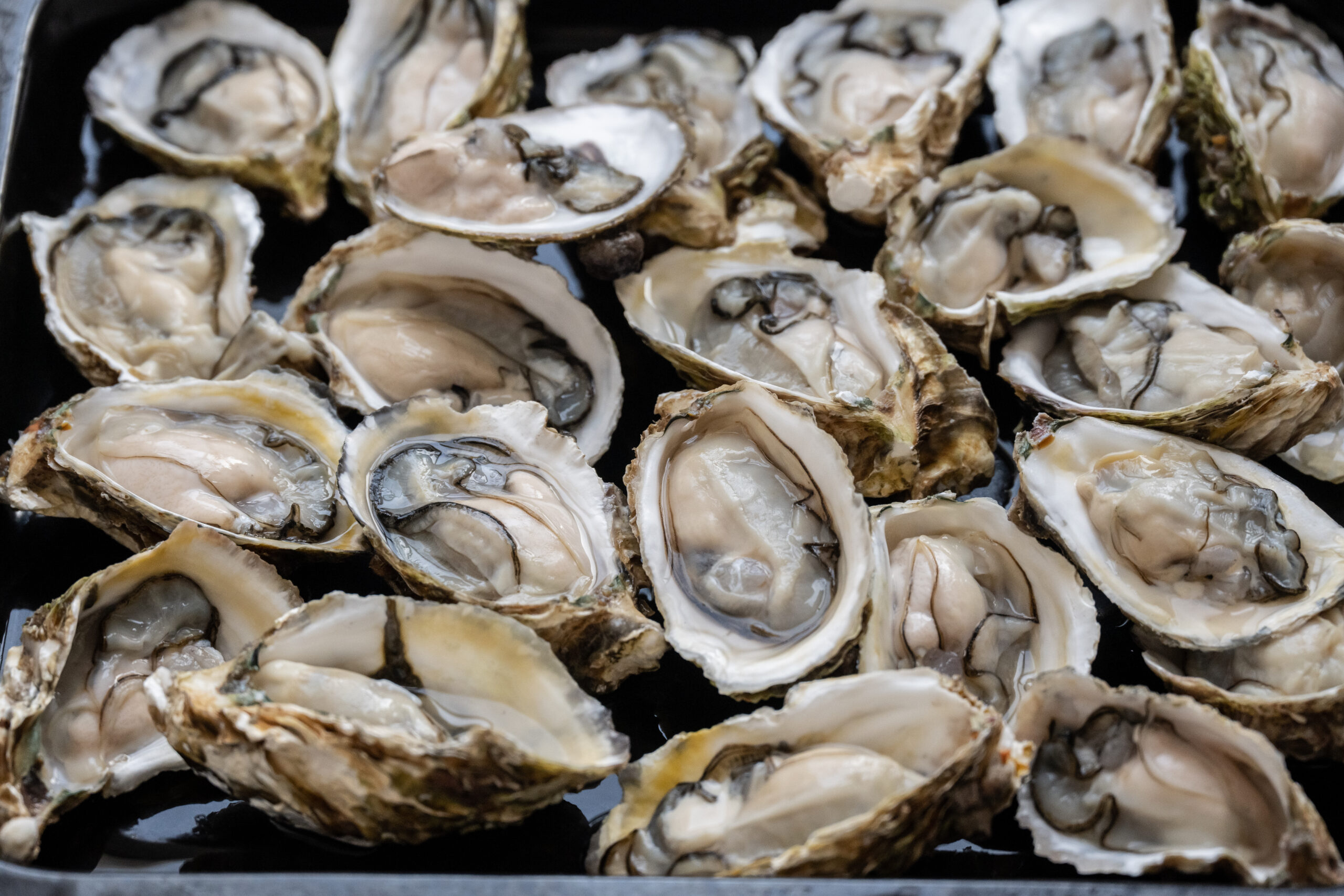 photo - Close up of fresh oysters