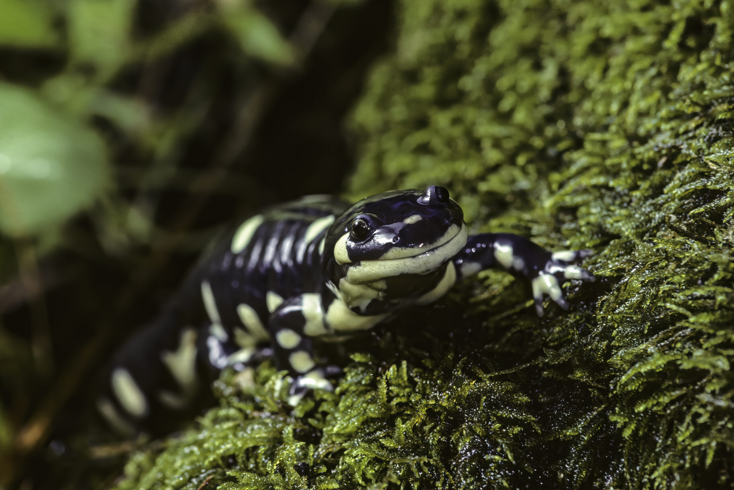 photo - California tiger salamander