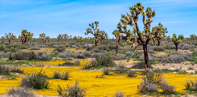 photo - Spring season in the Mojave Desert of California with Joshua Trees and yellow wildflowers