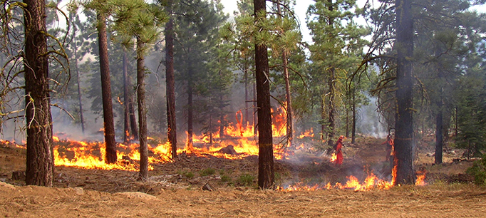 Fire crew at a forest fire in Lassen National Forest.