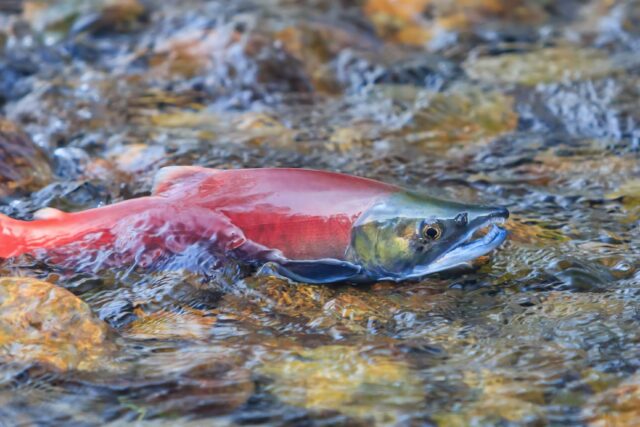 Salmon in stream near Lake Tahoe