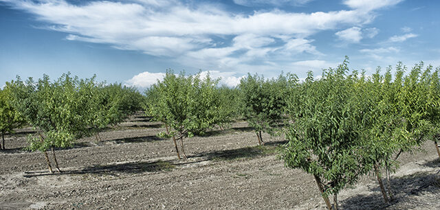 Photo of almond orchard in California
