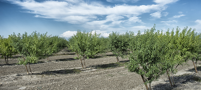 Photo of almond orchard in California