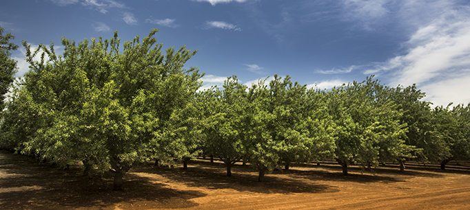 Almond orchard in Salinas, CA