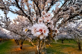 photo - Almond Blossoms