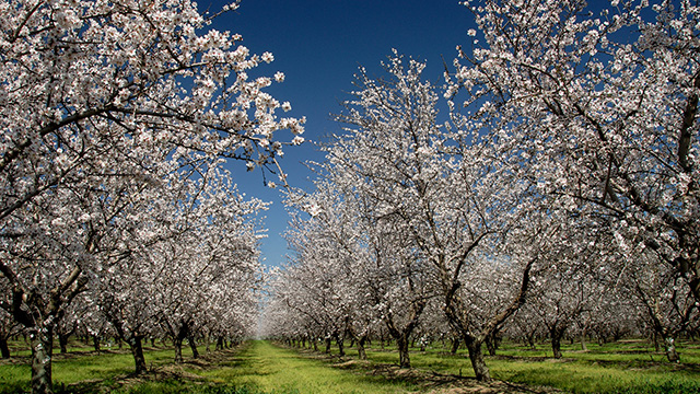 Photo of Almond Tree Flowering San Joaquin Valley California