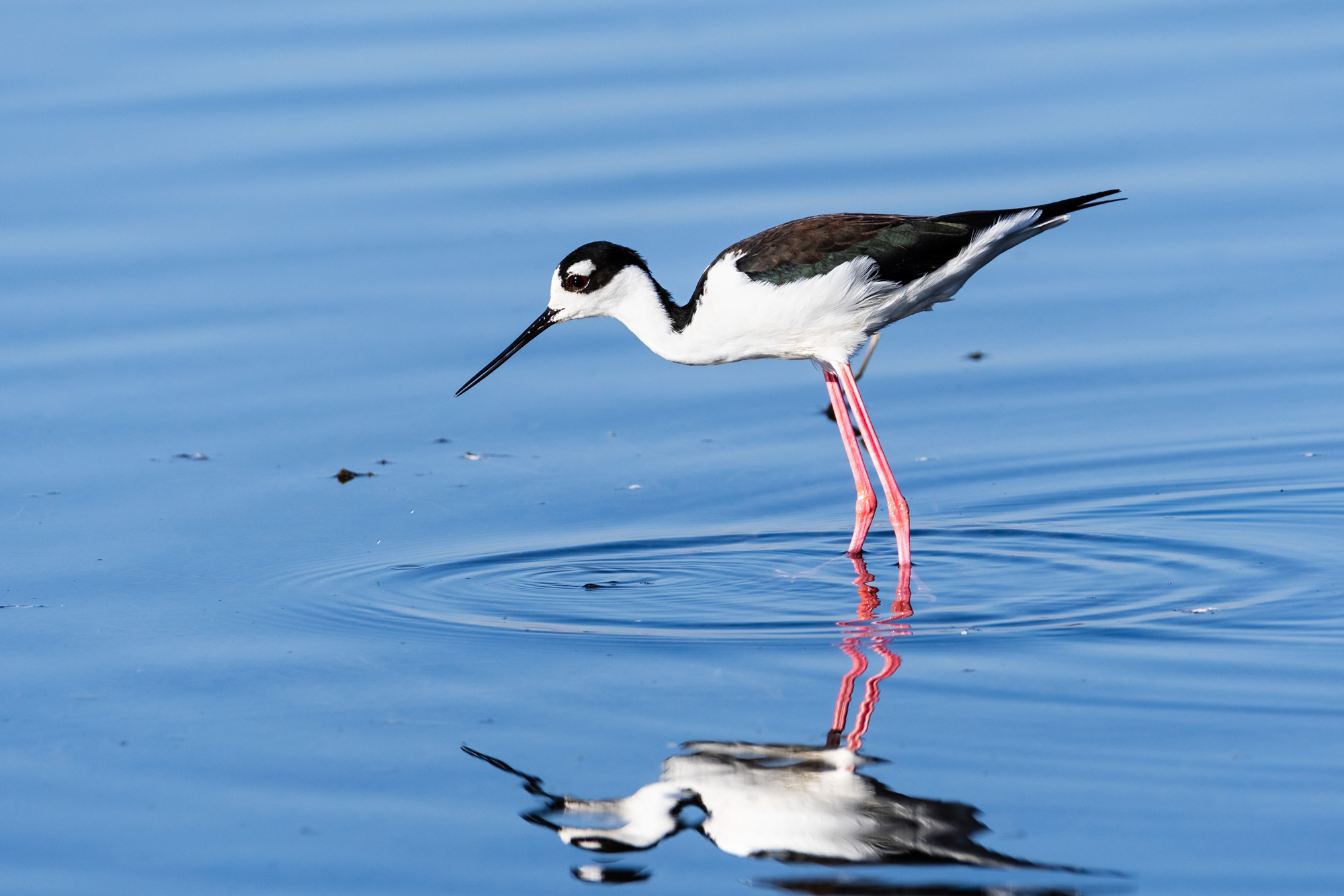 photo - Bird Feeding in Wetlands
