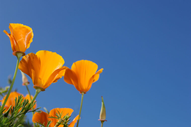 photo - Blooming California Poppy Wildflowers