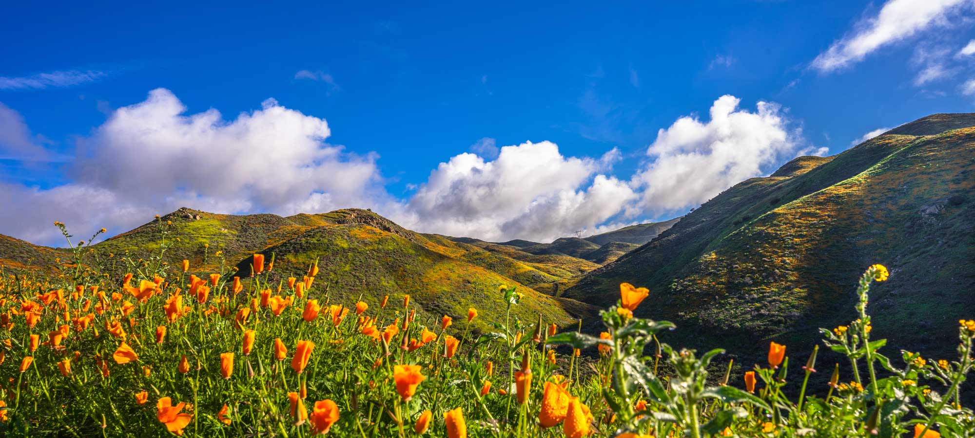 photo - Blooming Poppies with Hills in Background at Lake Elsinor, California