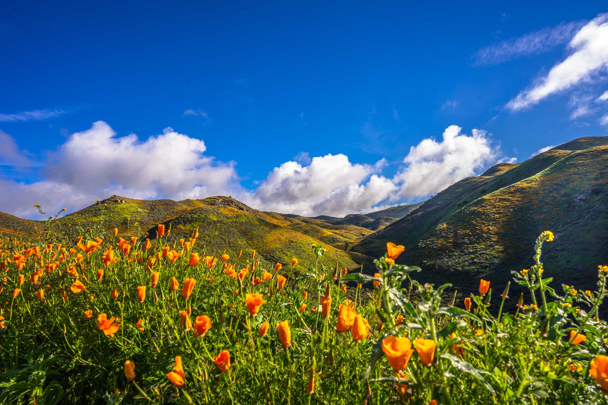 photo - Blooming Poppies with Hills in Background at Lake Elsinor, California