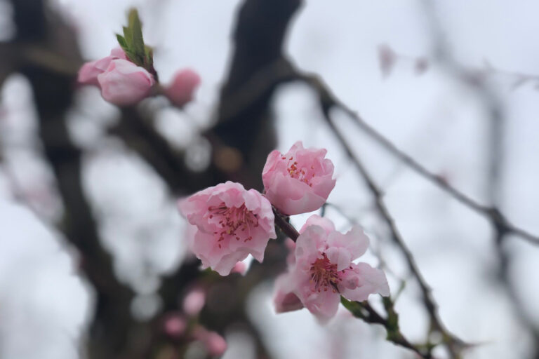 photo - Blossom