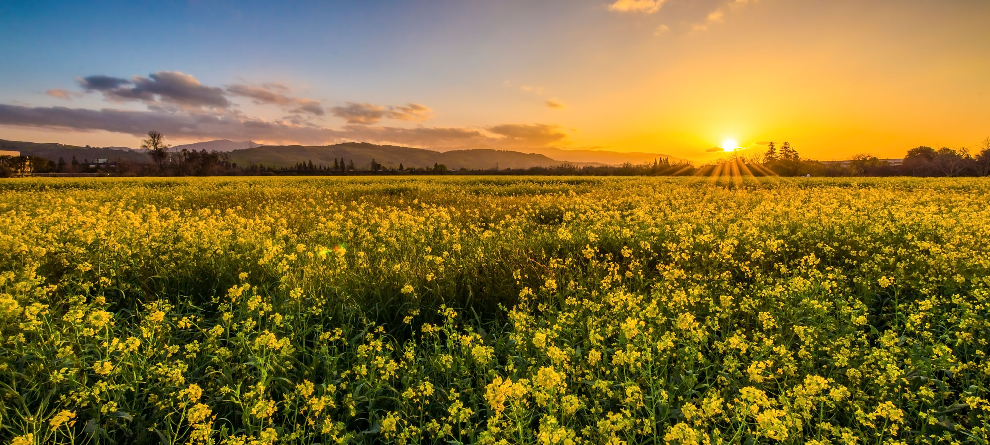 California field of flowers at sunset ppic 30th hero d2