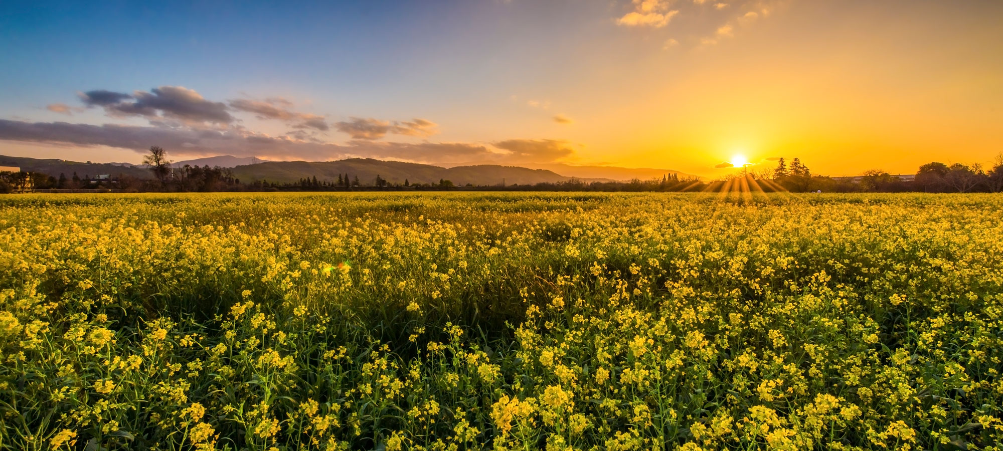 California field of flowers at sunset ppic 30th hero d3