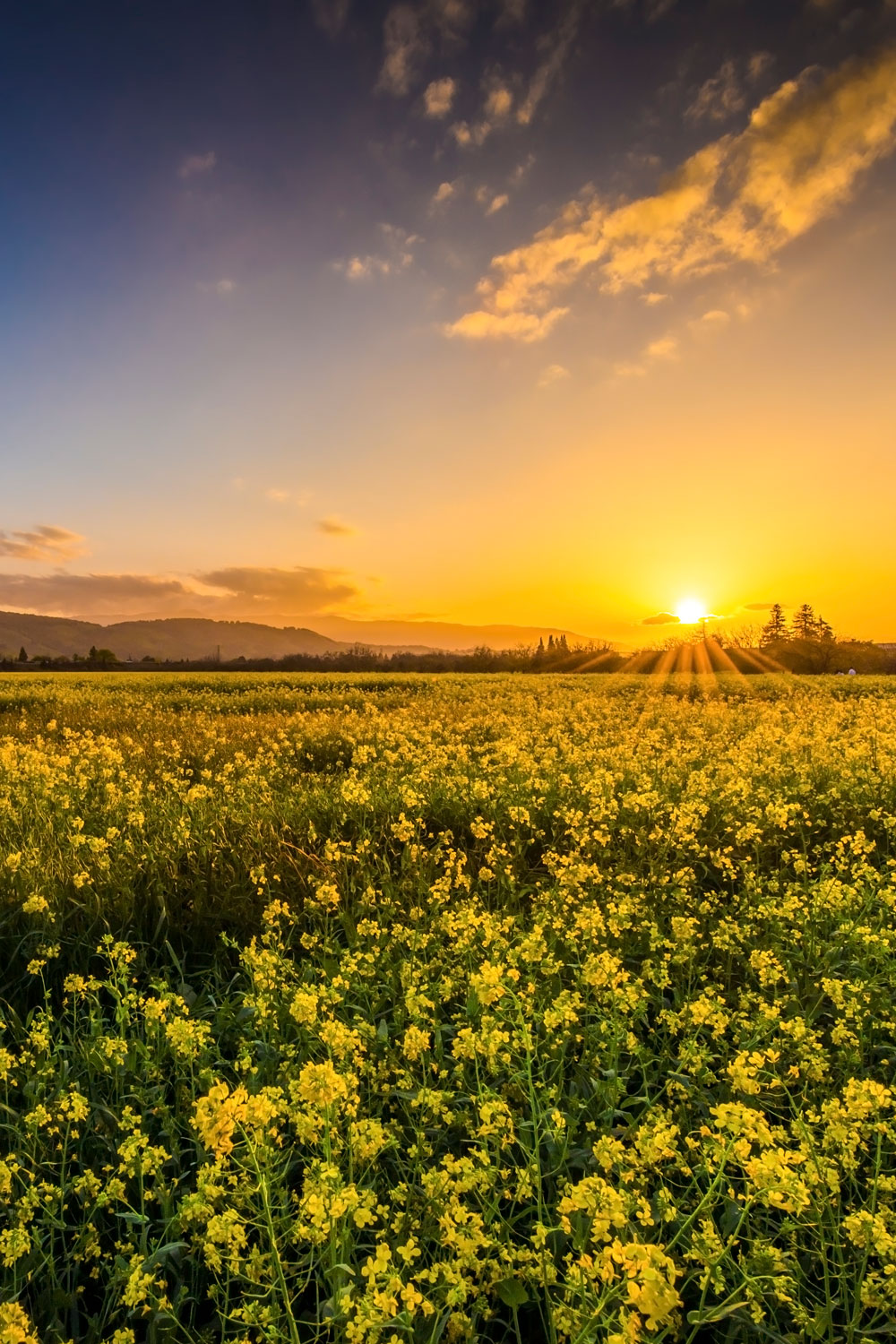 photo - California field of flowers at sunset