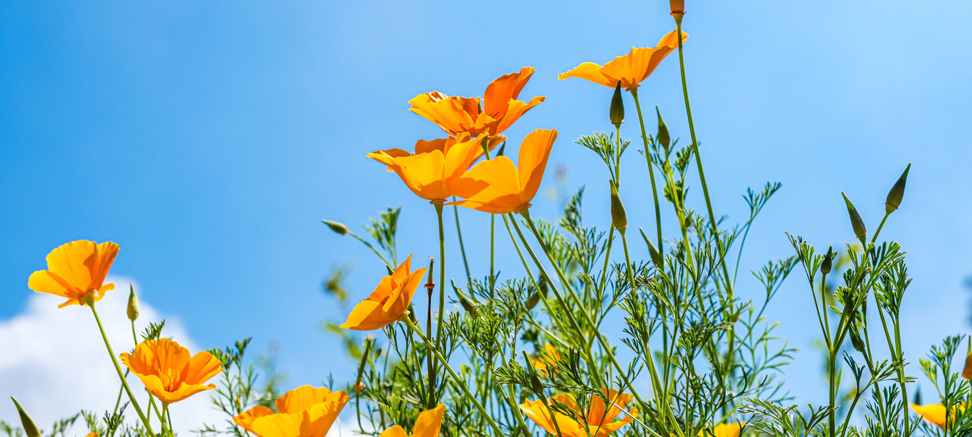 photo - California Poppies Against a Blue Sky