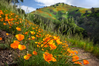 photo - California Poppy Bloom on Grass Mountain Trail, Santa Barbara County