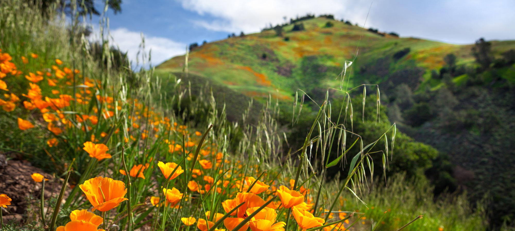 photo - California Poppy Bloom On Grass Mountain Trail, Santa Barbara County