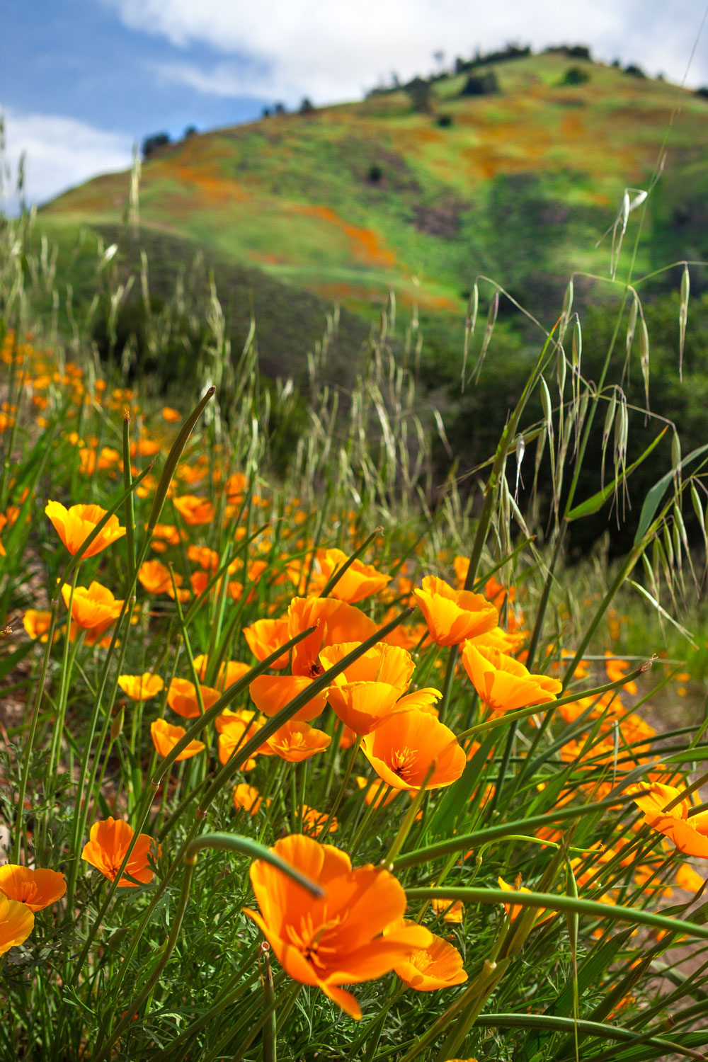 photo - California Poppy Bloom On Grass Mountain Trail, Santa Barbara County