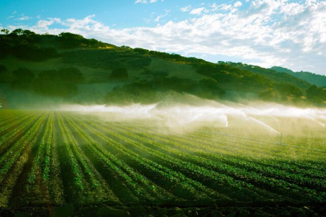 photo - California Vegetable Farm Using Irrigation