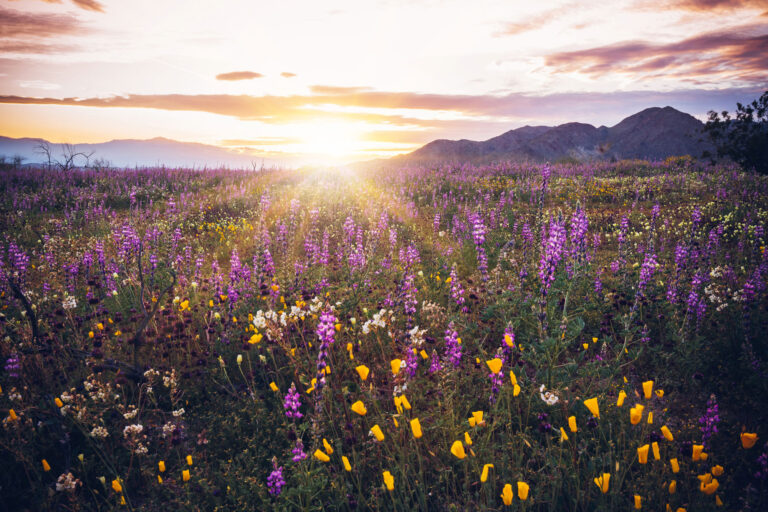 photo - California wildflowers at sunset in Joshua Tree National Park, California