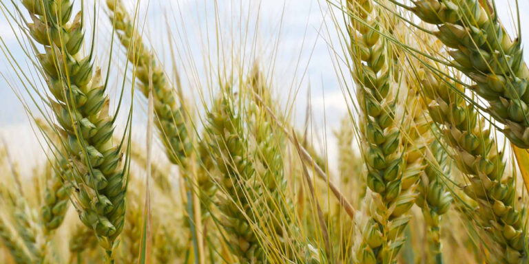 photo - Close Up Wheat Field