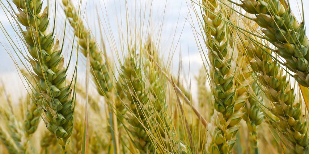 photo - Close Up Wheat Field