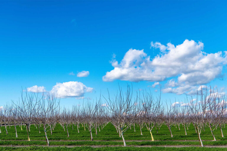 photo - Dormant Walnut Orchard in Lodi, California-pixel-ca-dwr-FL_Delta-3954_02_22_2019