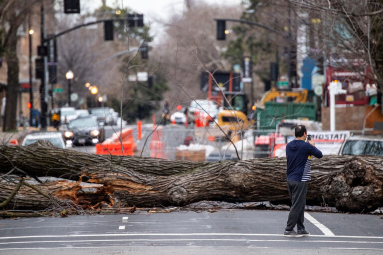 photo - A downed tree in Sacramento due to atmospheric river storms