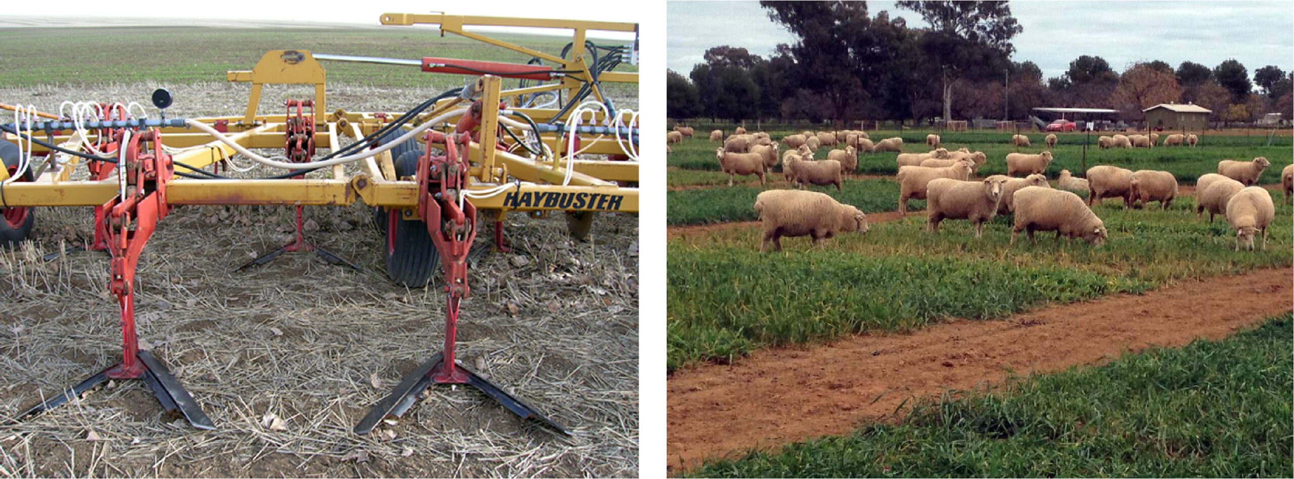 figure 3 - An undercutter tillage implement used for dryland wheat production in Washington State (left); a dual-purpose grazing operation in southwestern Australia (right)