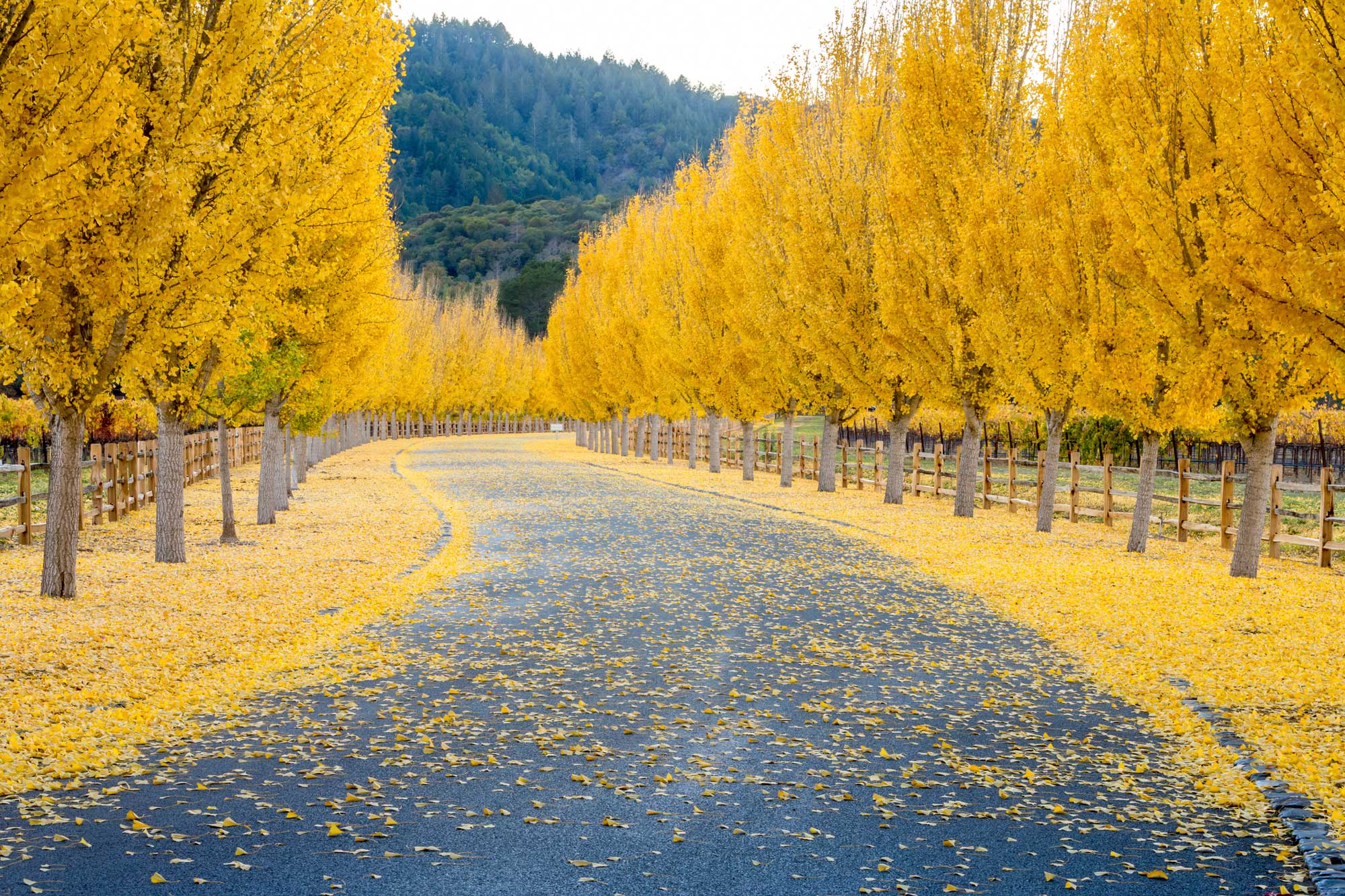 photo - Falling Leaves From Trees on a Road in Napa, California