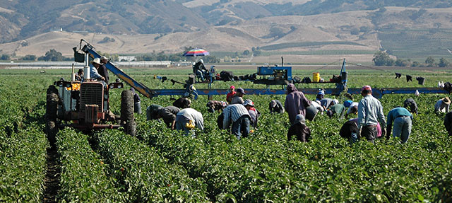 photo - Farm Workers Harvesting near Gilroy, California